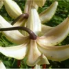 Pale recurved lily petals close-up