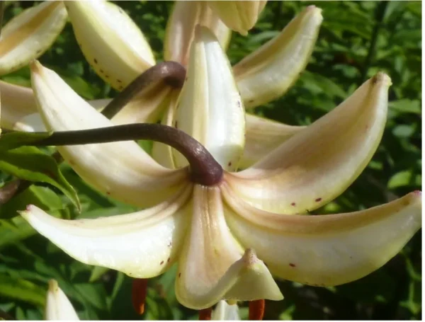 Pale recurved lily petals close-up