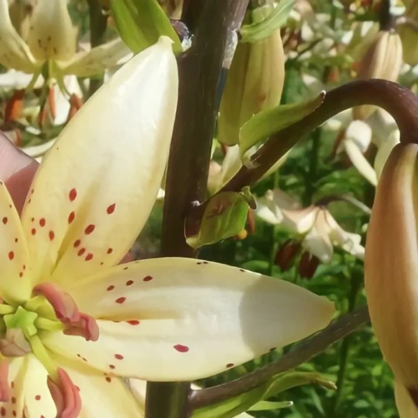 Pale yellow spotted lily bloom with buds