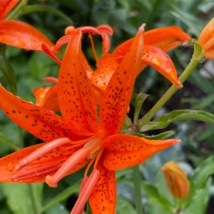 Speckled orange lily with dewy petals