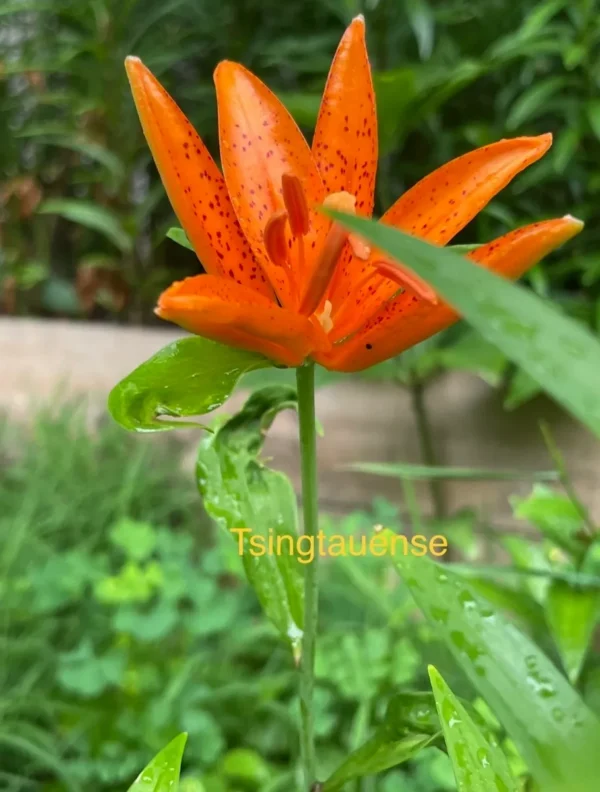 Orange spotted lily bloom with green foliage