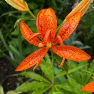 Speckled orange lily with raindrops