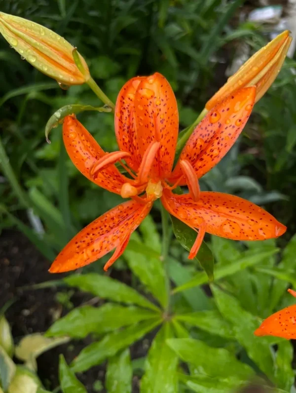 Speckled orange lily with raindrops