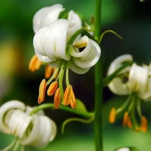 White Turk's cap lilies with orange stamens