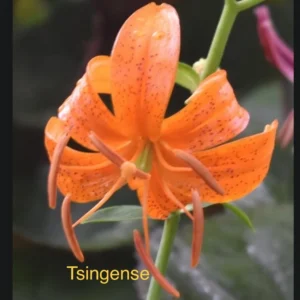 Close-up orange spotted tiger lily