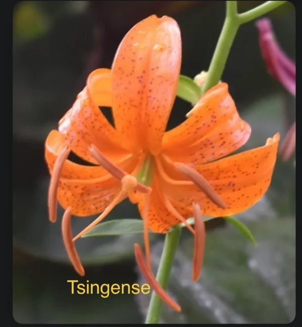 Orange lily with recurved petals and spots