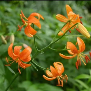 A close up of orange flowers in the grass.
