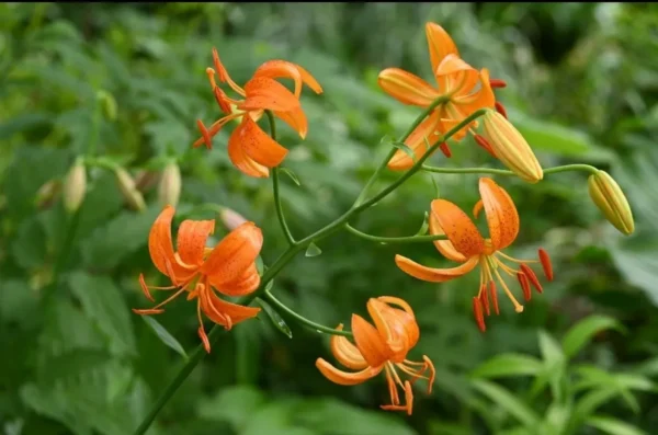 A close up of orange flowers in the grass.