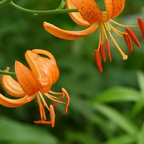 Speckled orange tiger lilies in bloom