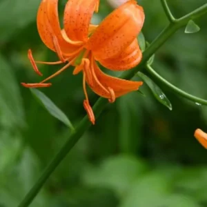 Speckled orange tiger lily with curved petals