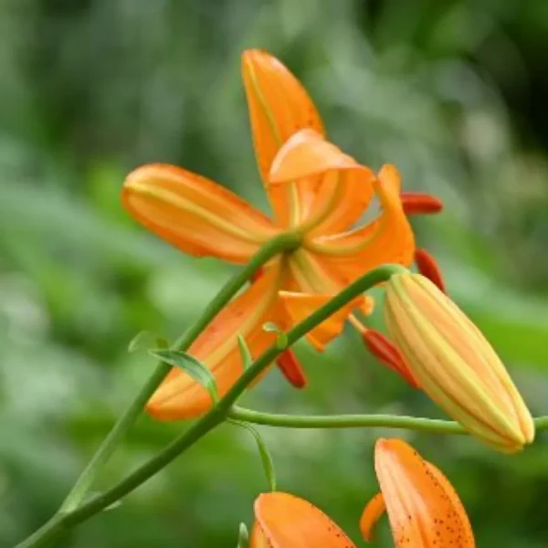 A close up of the flowers of an orange flower.