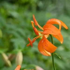 A close up of an orange flower with green leaves in the background