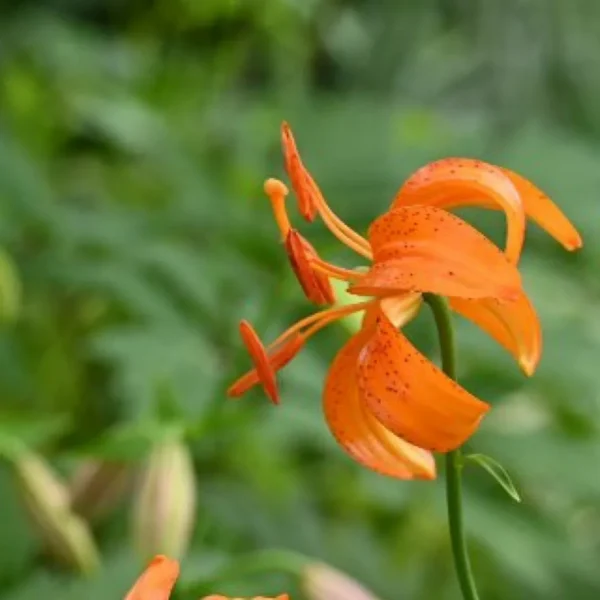 A close up of an orange flower with green leaves in the background