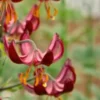 Maroon recurved lily blossoms with yellow stamens