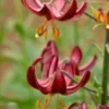 Deep maroon Turk's cap lily blooms