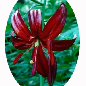 Deep crimson Theodor Haber lily bloom