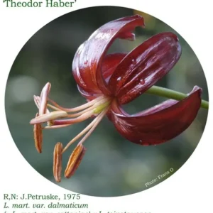 Dark maroon Turk's cap lily with stamens