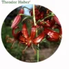 Theodor Haber red Turk's-cap lilies