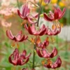 Deep pink turk's-cap lily cluster