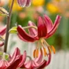 Close-up red lily with orange stamens