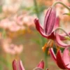 Close-up pink lily with orange stamens
