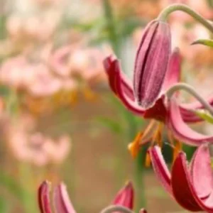 Drooping maroon lily buds with blurred background