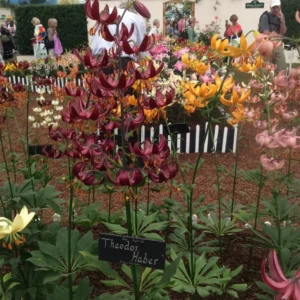 A garden with many different flowers and trees.