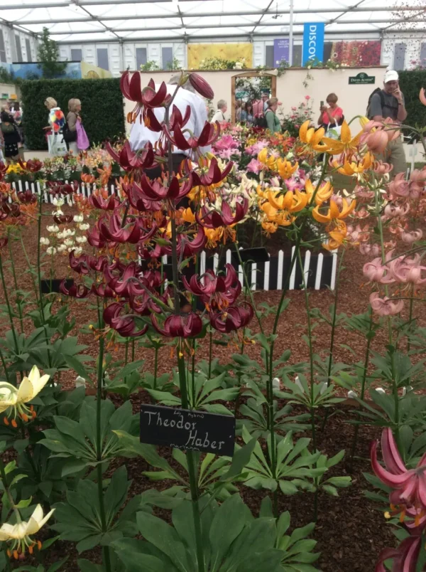 A garden with many different flowers and trees.