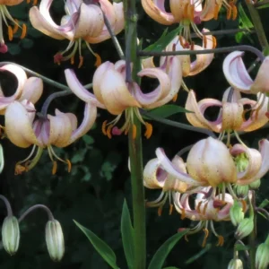 Curled pale pink lily blossoms with orange stamens