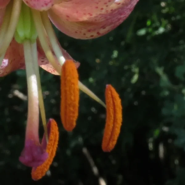 Close-up of orange lily anthers and petals