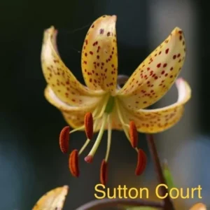 Close-up yellow spotted tiger lily bloom