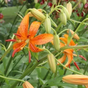 Orange tiger lilies with unopened buds