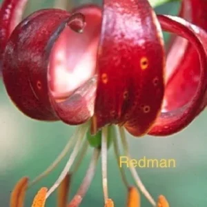 A close up of the flower with red petals.