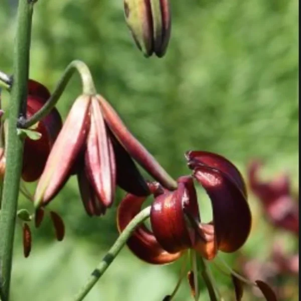 Close-up of burgundy lily petals