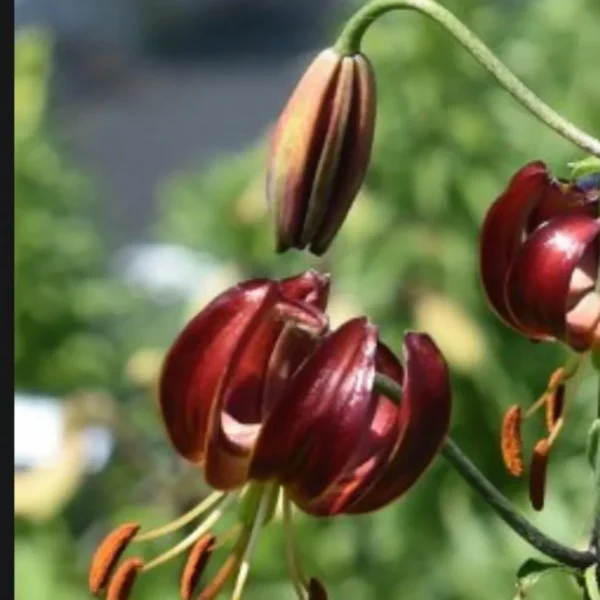 Curled maroon lily with visible stamens
