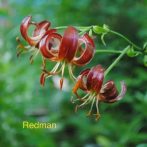 Curled red Turk's-cap lily blooms