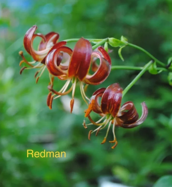 Curled red Turk's-cap lily blooms