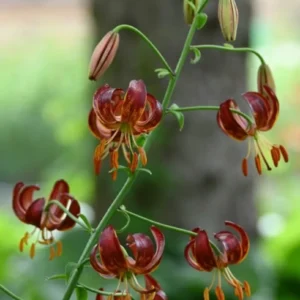 Recurved red Turk's cap lily blooms