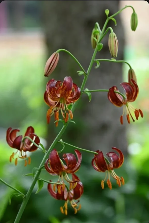 Recurved red Turk's cap lily blooms