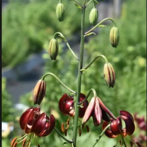 Dark red nodding lilies on tall stem