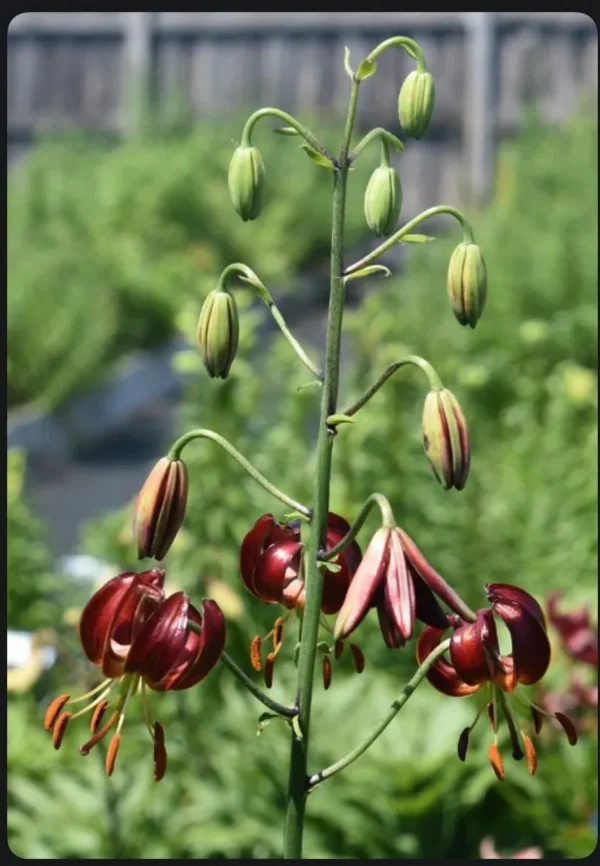 Dark red nodding lilies on tall stem