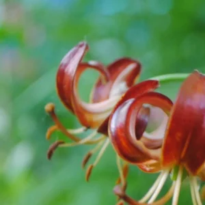close-up of curled orange lily blossoms
