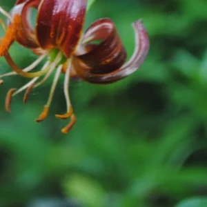 Close-up maroon lily with recurved petals