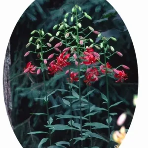 Cluster of mahogany-red bell flowers