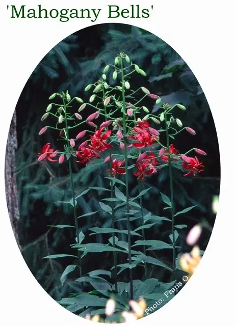 Cluster of mahogany-red bell flowers