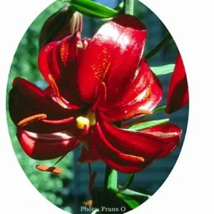 Mahogany Bells deep red lily bloom