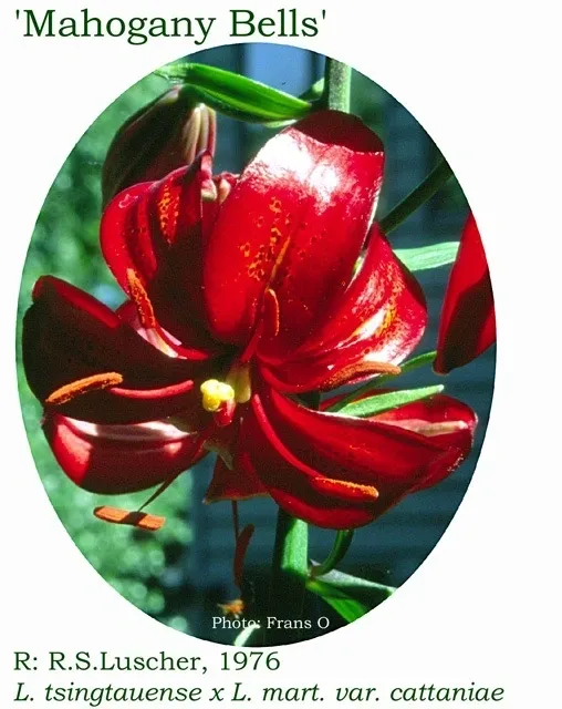 Mahogany Bells deep red lily bloom
