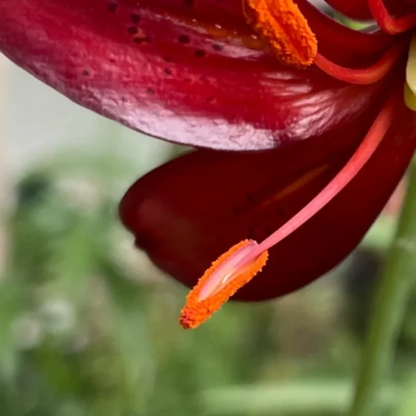 Close up of red lily stamen with pollen