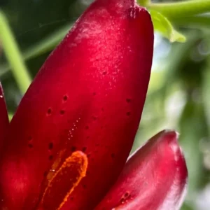 Close-up red lily petal with orange pollen