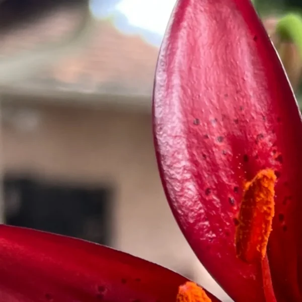 Close-up red lily petal with orange stamen